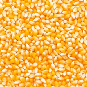 Maize Grain