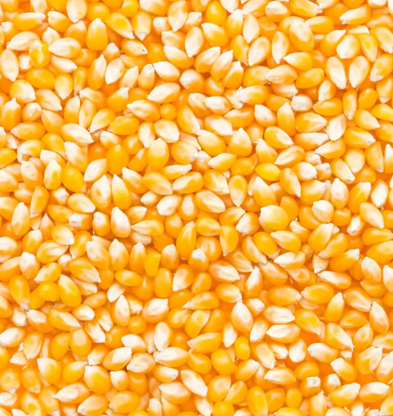 Maize Grain: Pakistan’s Third Major Crop Export Opportunity to China