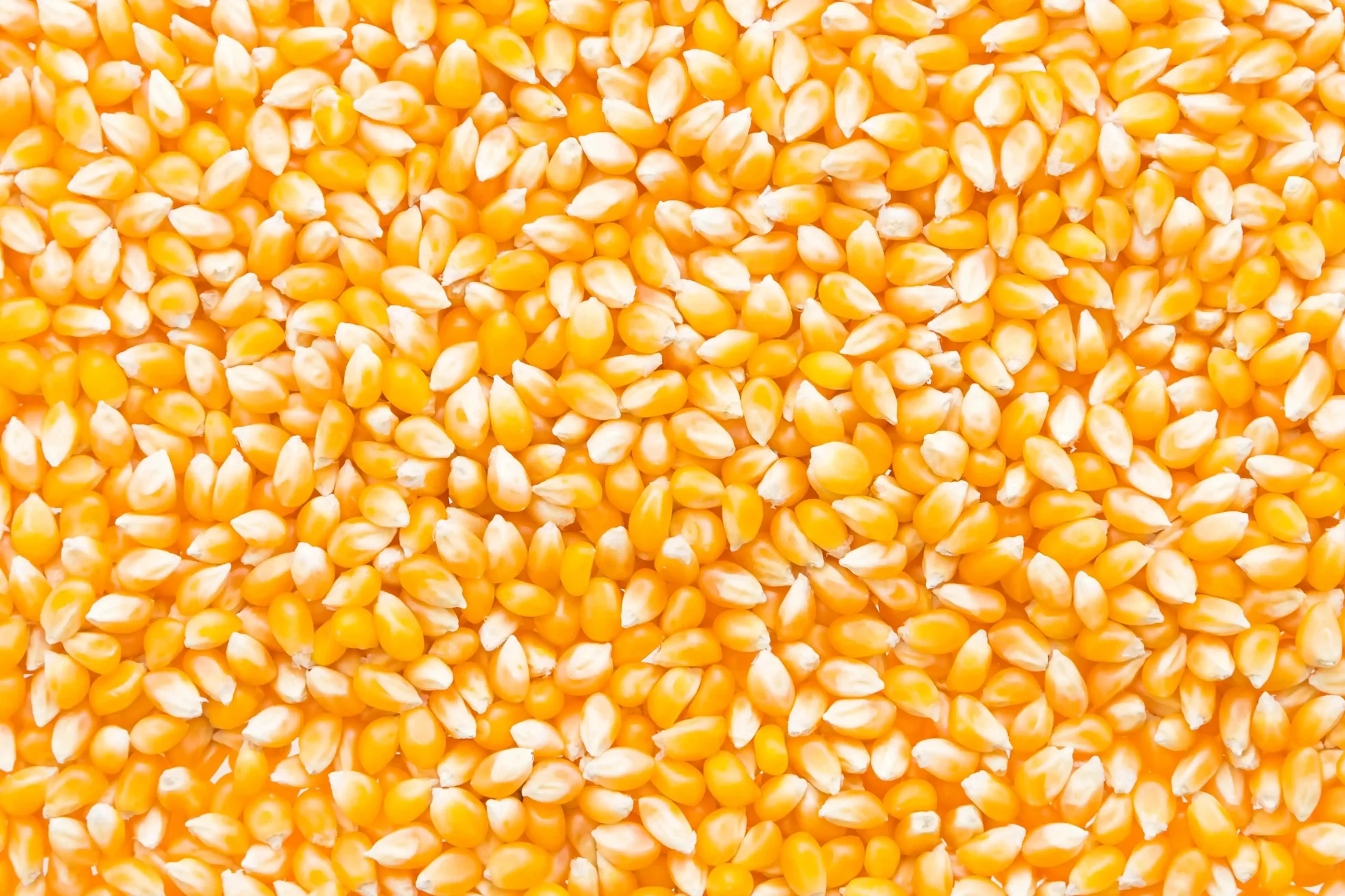 Maize Grain