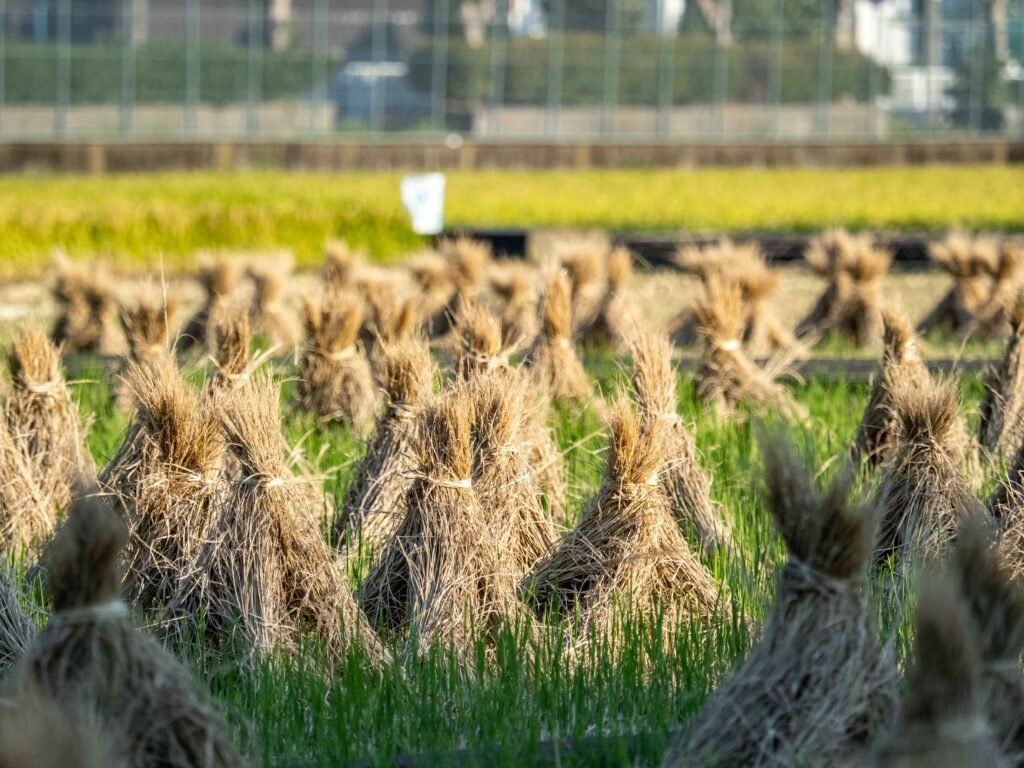 Rice Production Plan: From Field to Harvest for farmers 1 Rice Production in Pakistan