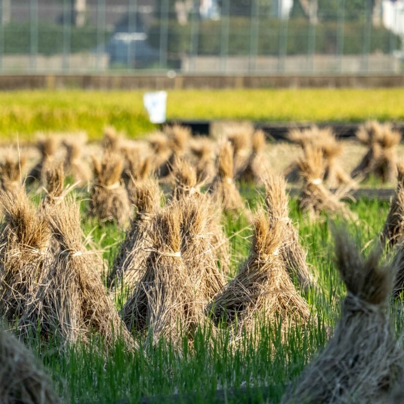 Rice Production in Pakistan