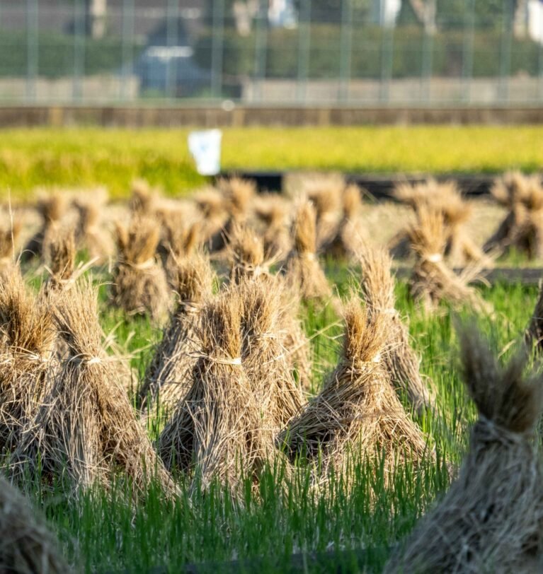 Rice Production Plan: From Field to Harvest for farmers