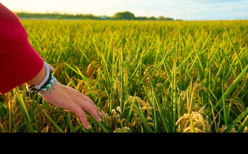 The Rice Cultivation in Pakistan