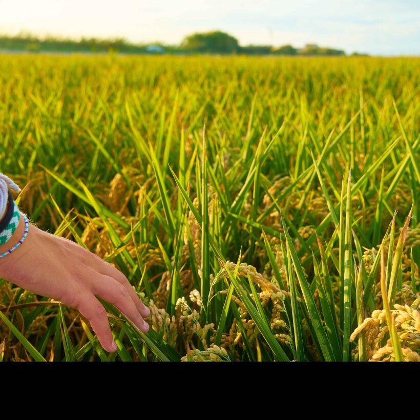 The Rice Cultivation in Pakistan