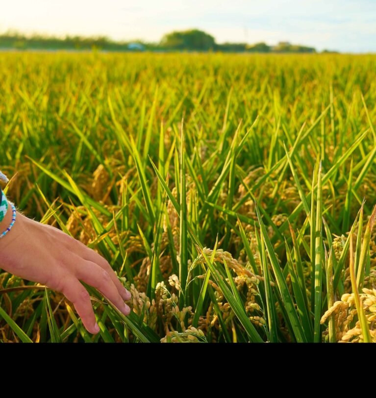 The Rice Cultivation in Pakistan- Backbone of Agriculture