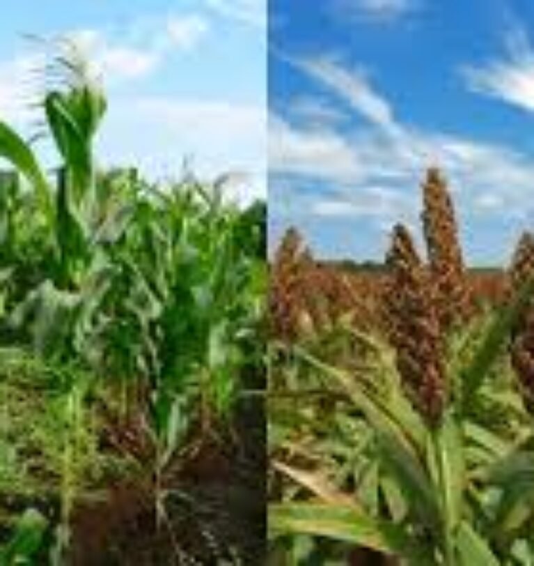 What is Maize Silage