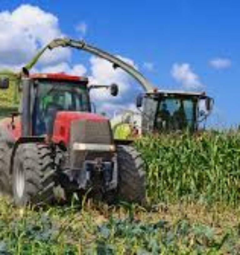 Maize Silage for Dairy Cows: Success in Better Nutrition and Higher Milk Production