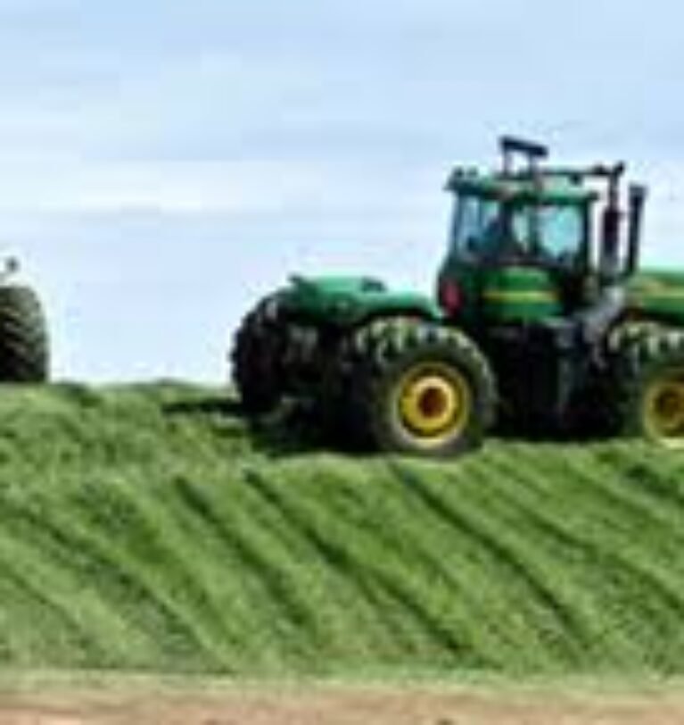 How to Make Maize Silage? Production, and management for dairy animals